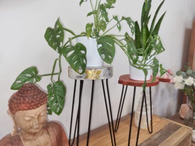 Albasia Wooden Plant Stands